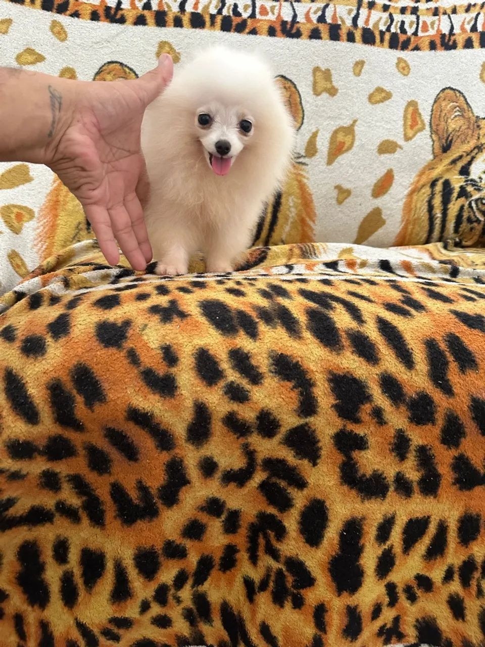 Lulu da Pomerania branco  - Foto 2