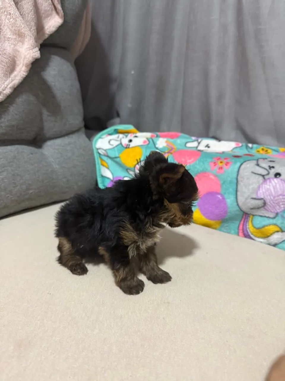 YORKSHIRE TERRIER MICRO - Foto 2