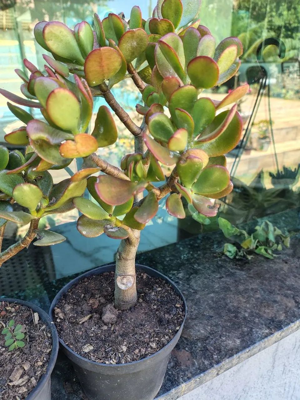Suculentas Jade  - Foto 2