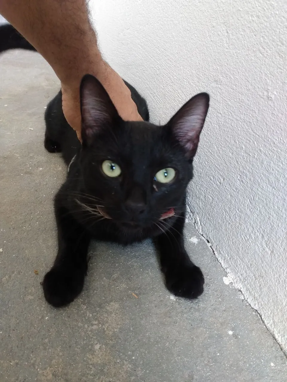 Gatinho Preto Adorável para Adoção