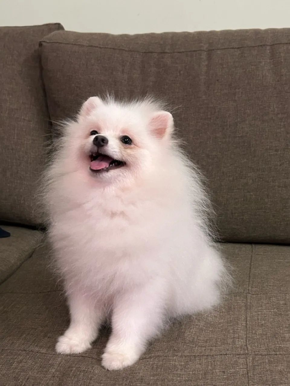 Lulu Pomerania  - Foto 4