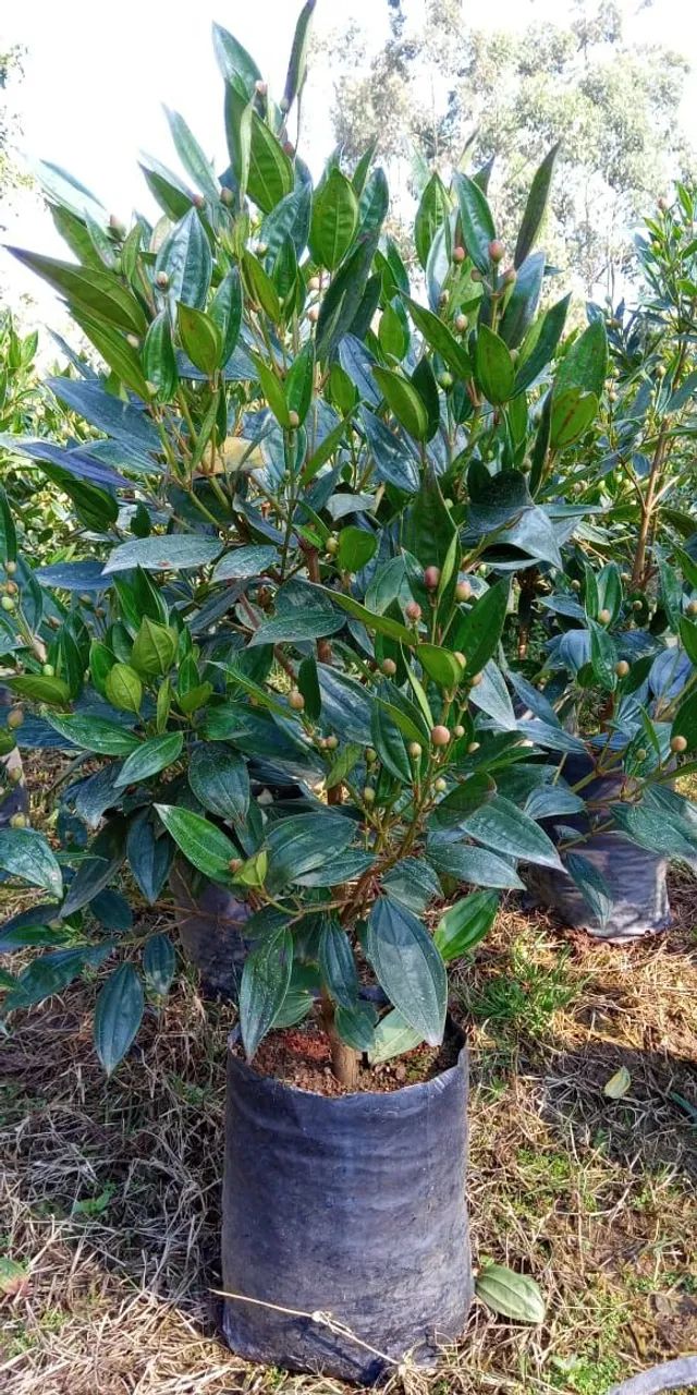 Manacá da serra tricolor  - Foto 2