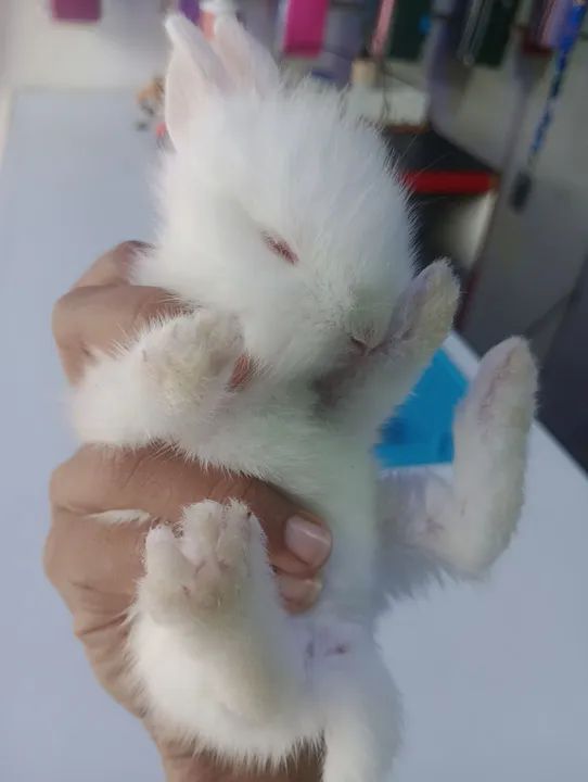 Coelhos filhotes  - Foto 3