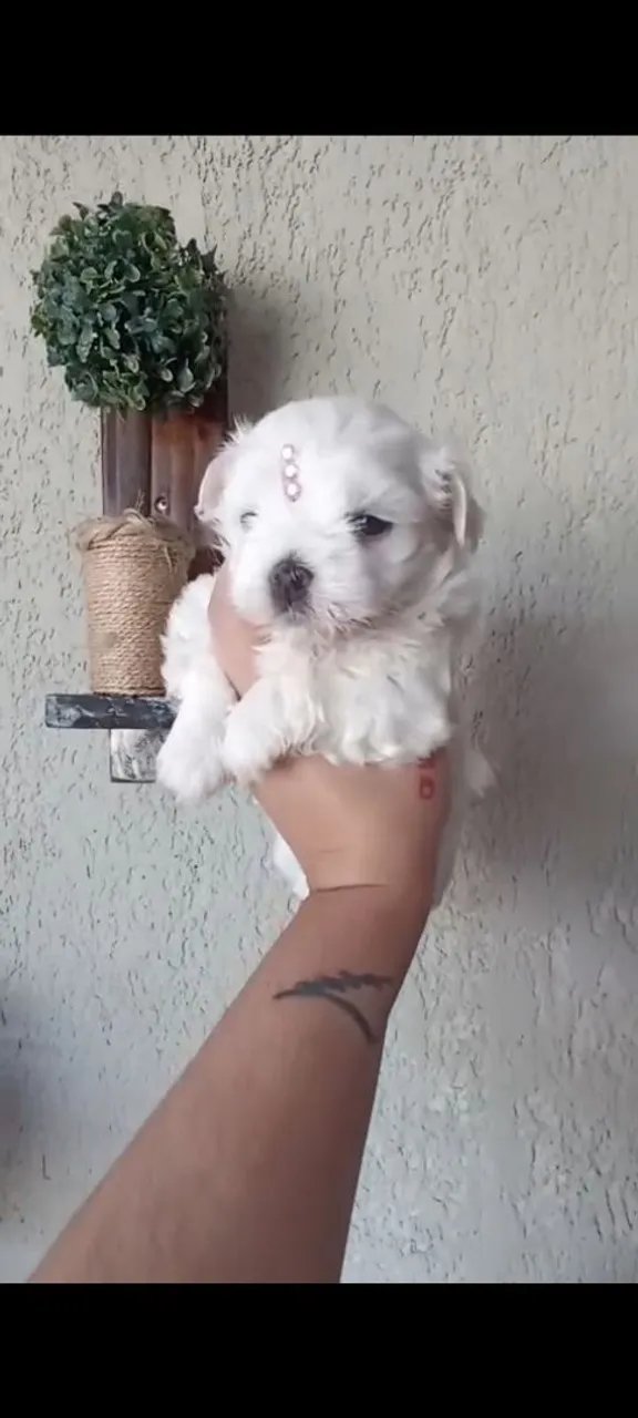 Maltês fêmea mini