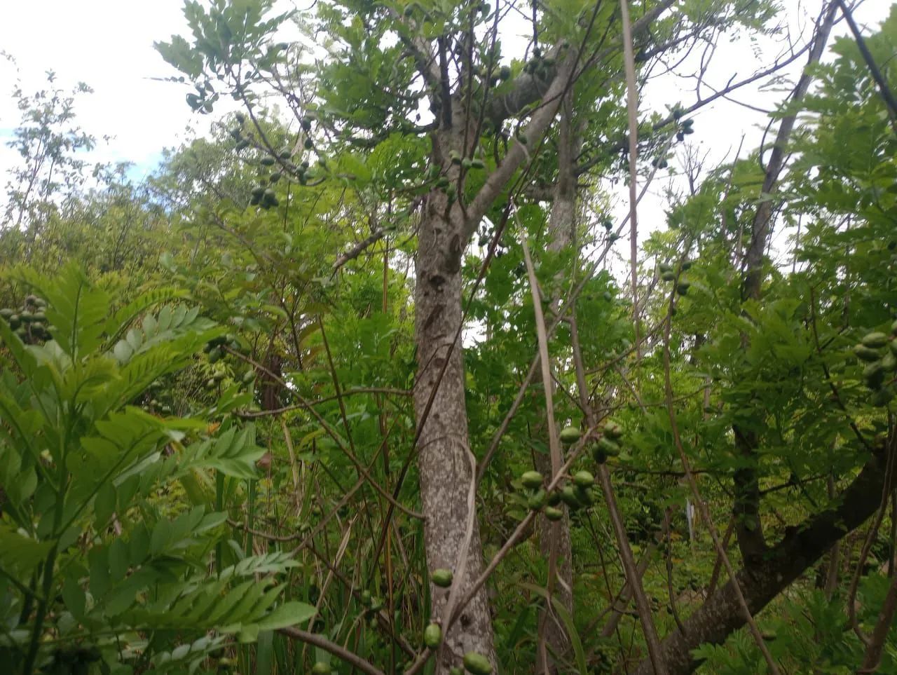 Chácara a 35 km de moc - Foto 2