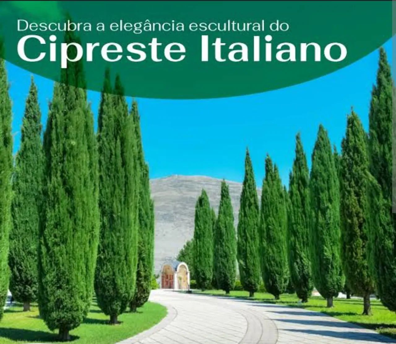 Mudas de Cipreste Italiano 