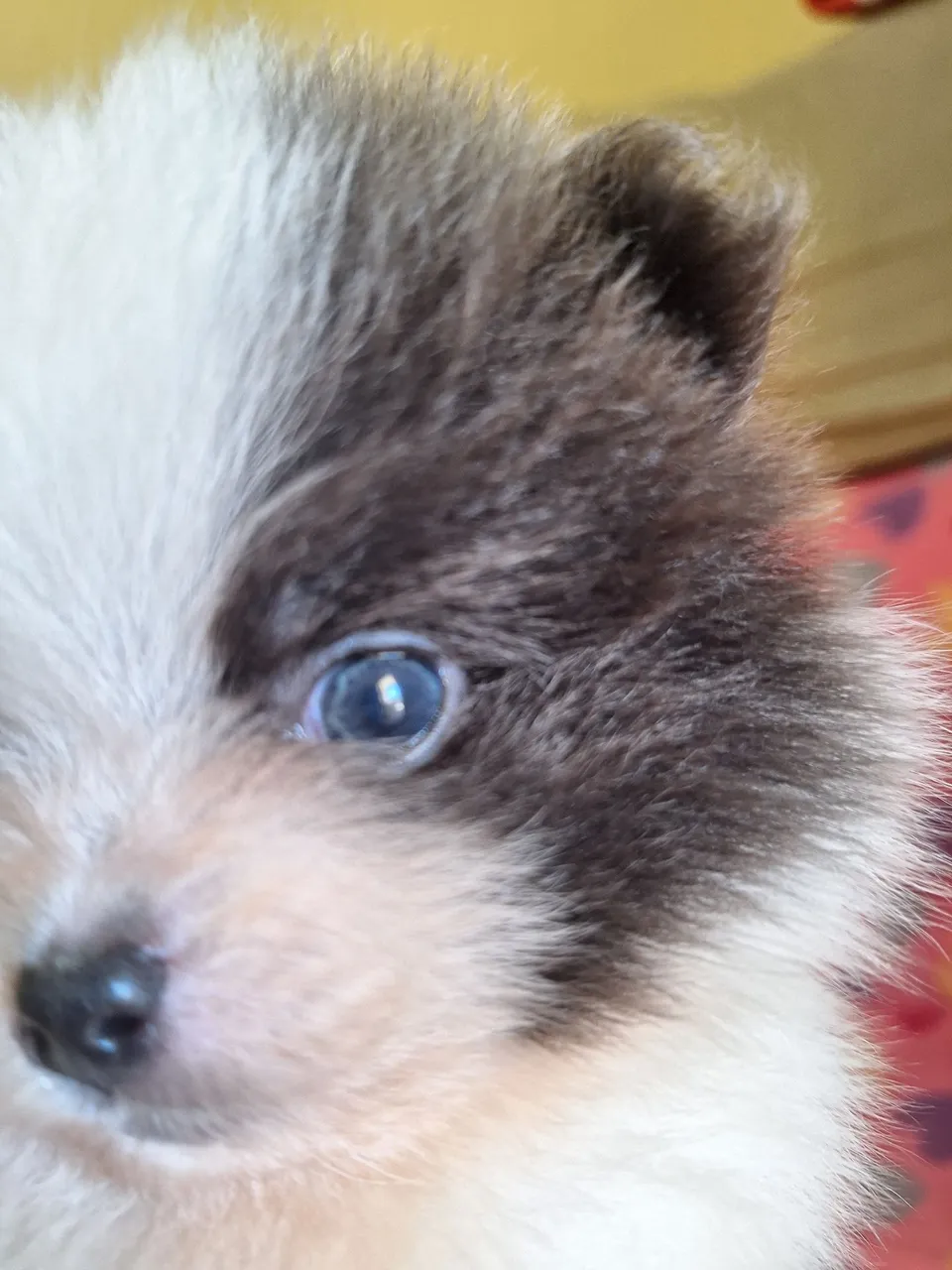 Filhote de Spitz Alemão