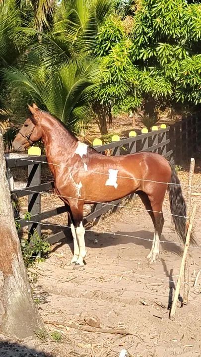 Manga larga marchador registrado definitivo 