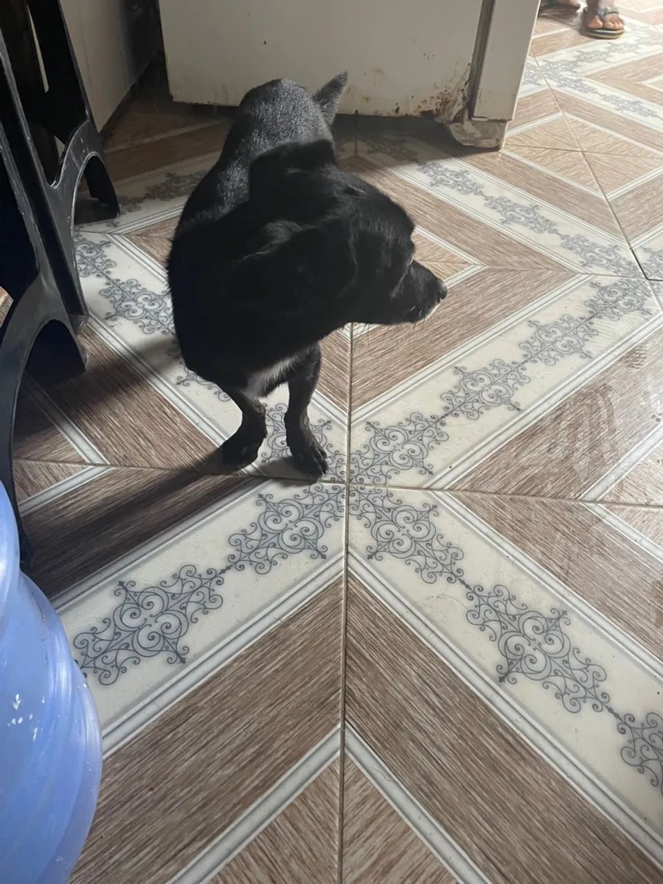 Cachorro pequeno  - Foto 2