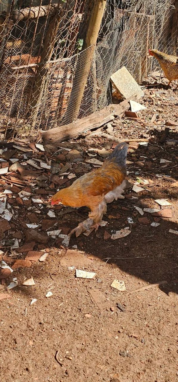 Frango Brahma Macho Puro!!! - Foto 4