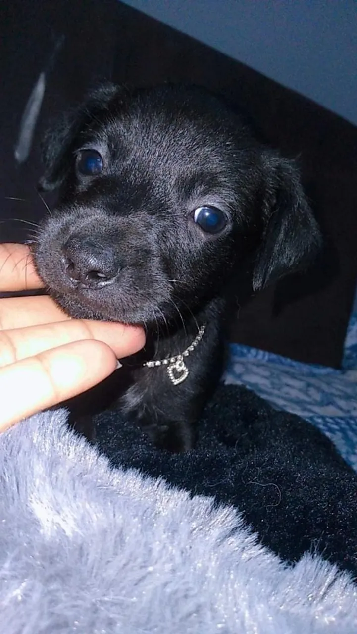 Pinscher femea bem pequena