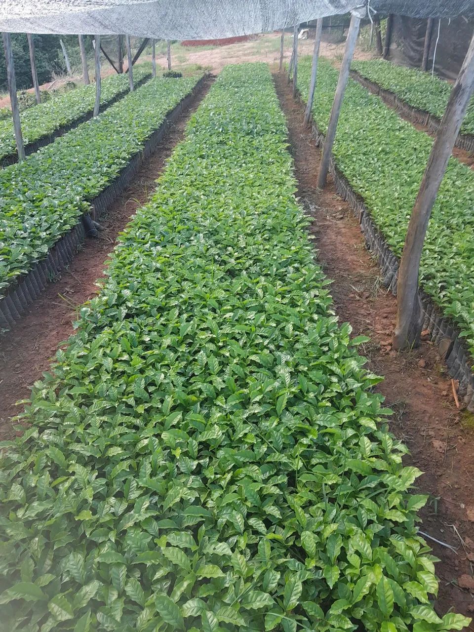 Mudas de café  - Foto 3