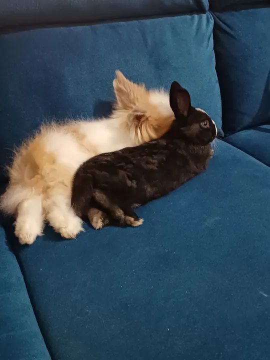 Coelho Netherland - Foto 4