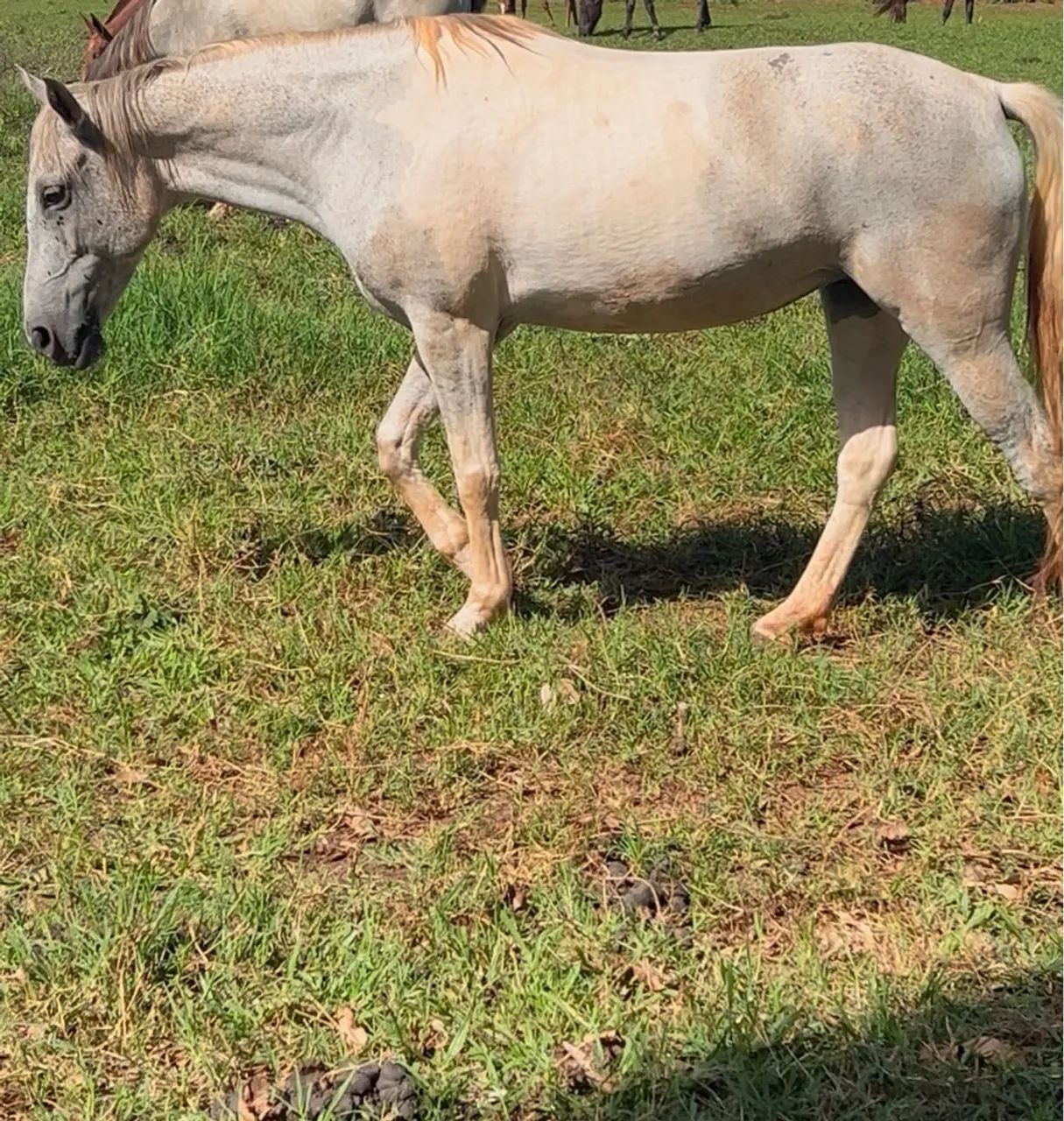 Égua QM Tordilha Malhada à venda - Foto 5