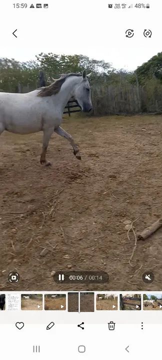 Égua para venda. Interessados favor entrar em contato pelo ZAP * - Foto 2