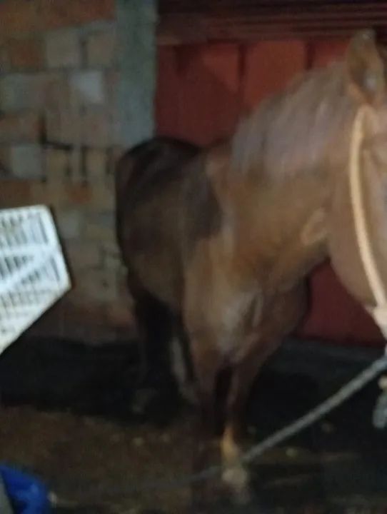 Vendo ou catiro  - Foto 2