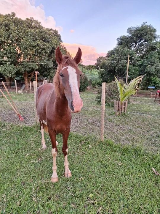 Potra Mangalarga  - Foto 2