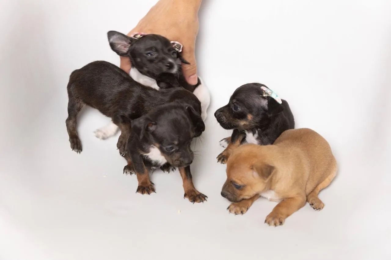 Lindíssima Filhote de Pinscher!!! - Foto 3