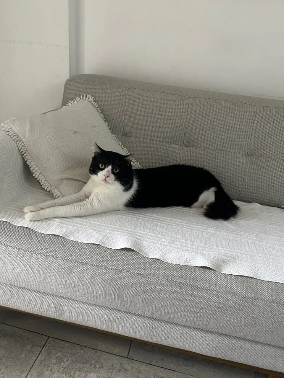 Gato Frajola - Foto 2