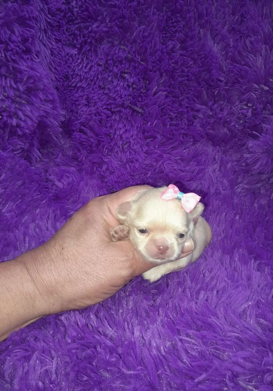 Chihuahua fêmea Pêlo longo creme de olhos claros e nariz clarinho para reserva.  - Foto 2