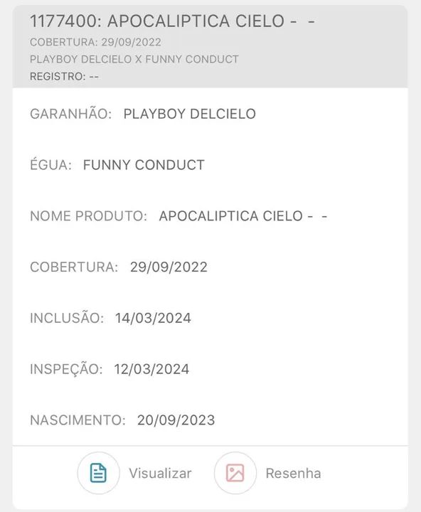 Potra Quarto de Milha Pura!  - Foto 6