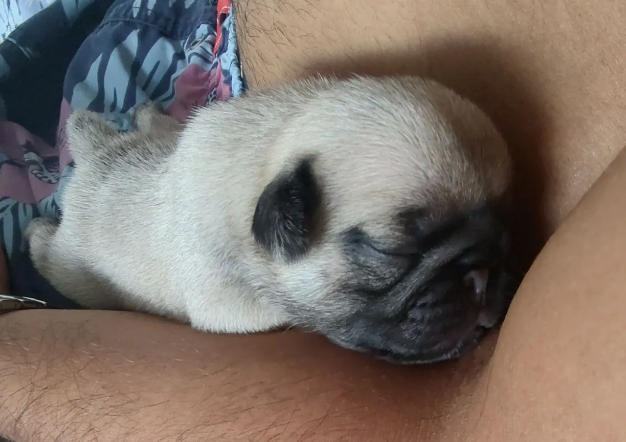 Filhote de Pug para adoção