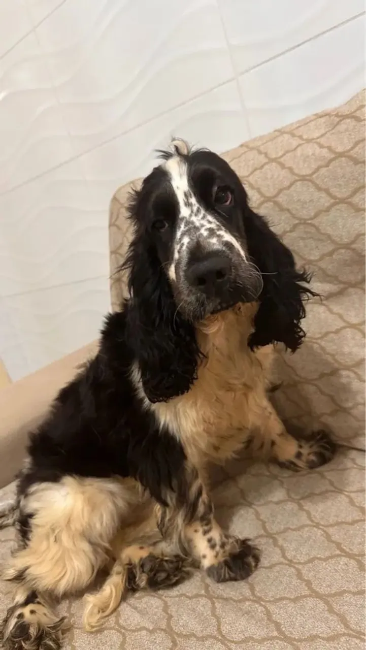 Cocker Spaniel Inglês CASAL