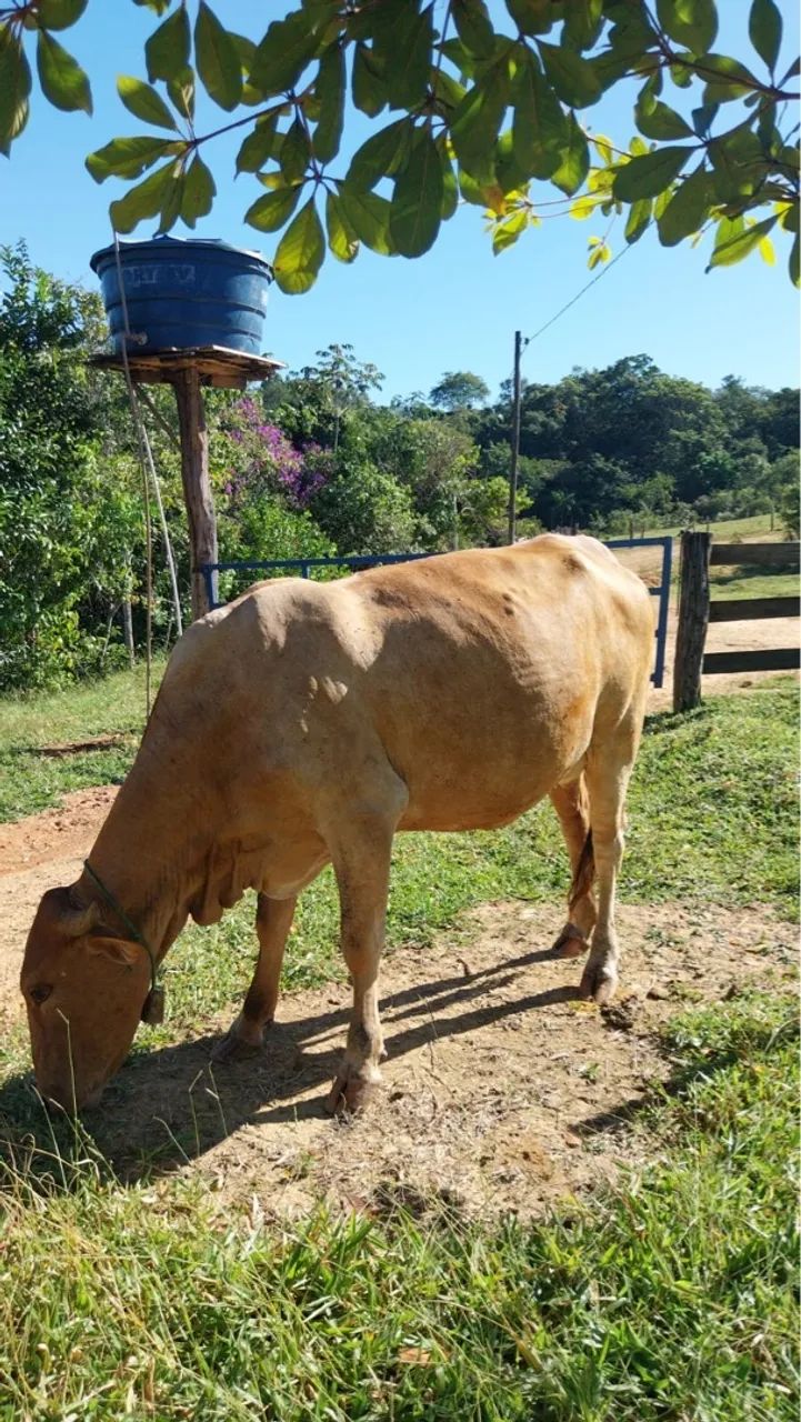 4 vacas sendo 1 com um bezerro - Foto 4