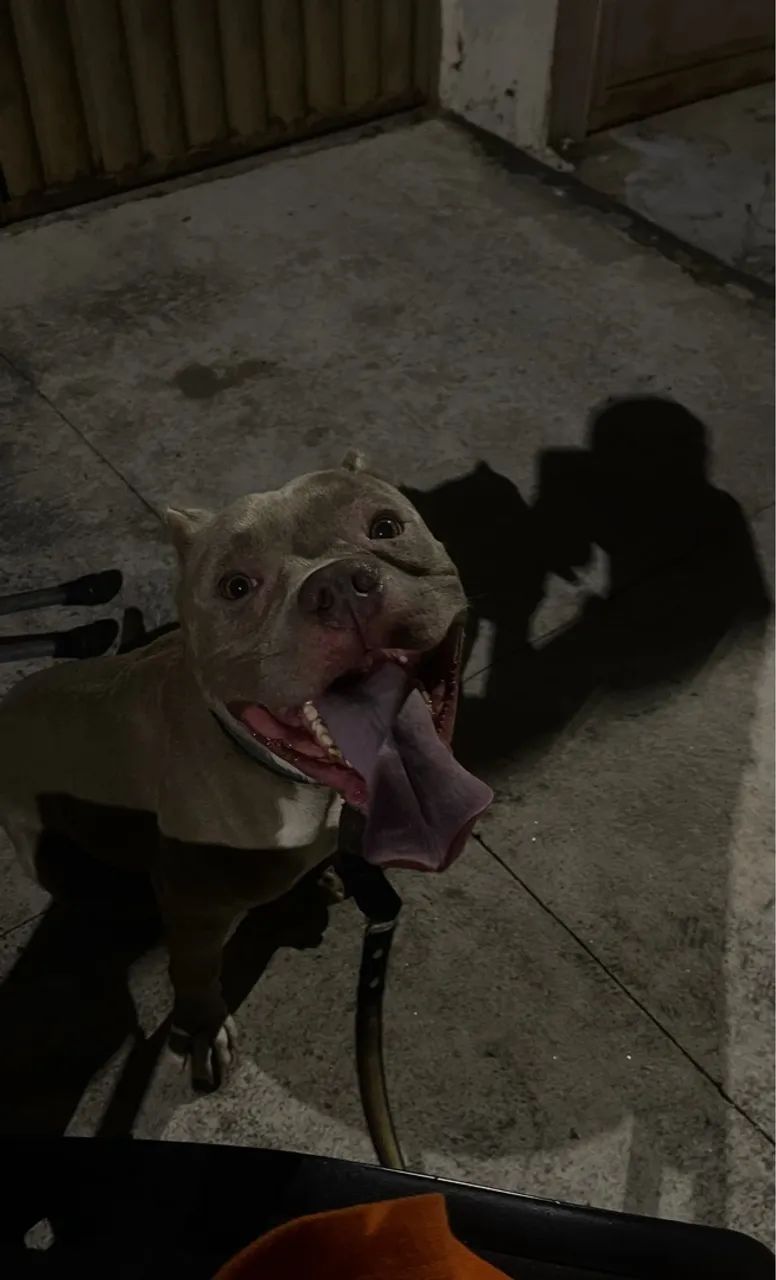 American bully - Foto 2
