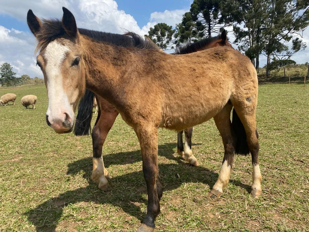 Potras à venda ,favor ler a descrição 