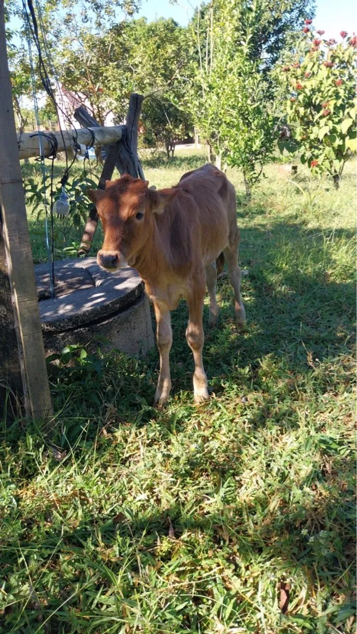 4 vacas sendo 1 com um bezerro - Foto 5