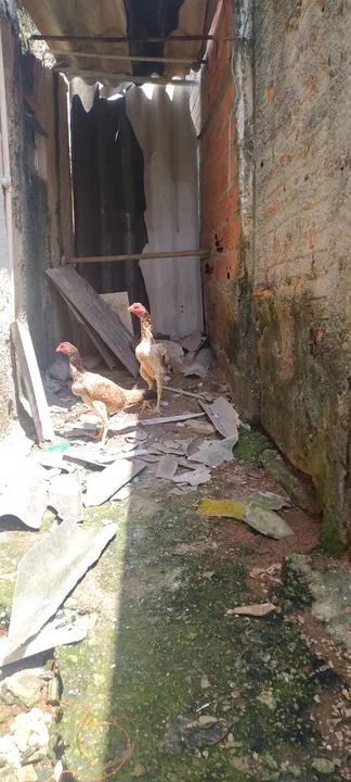 Galinha Mura - Foto 3