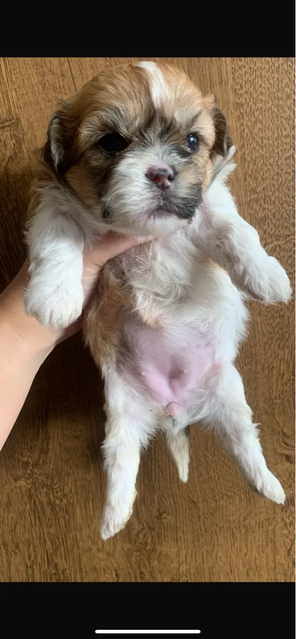 Filhote Shih Tzu - Pelúcia de Patas