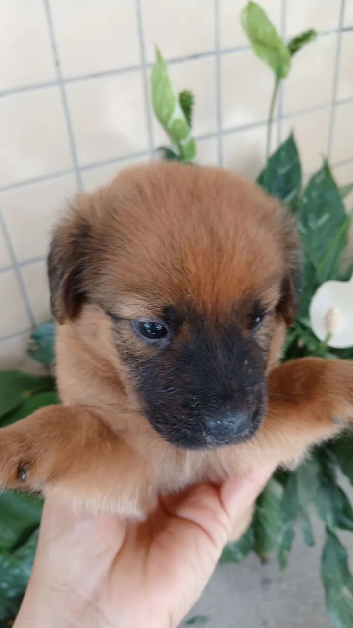 Doação Responsável . Estou doando esses filhotes pois moro de aluguel e não  posso  ficar. - Foto 2