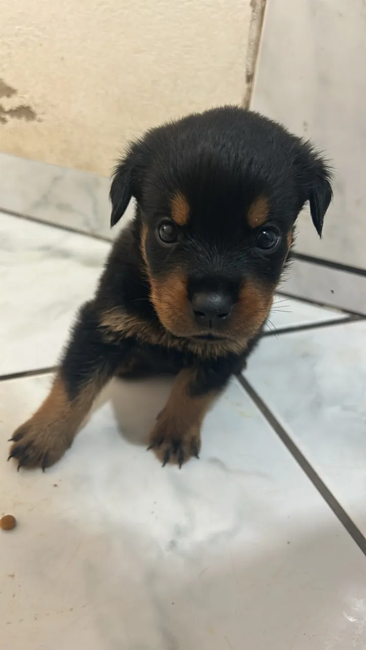 Filhote de Rottweiler a venda