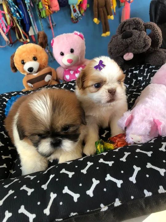 Shih Tzu - Lindos e Brincalhões