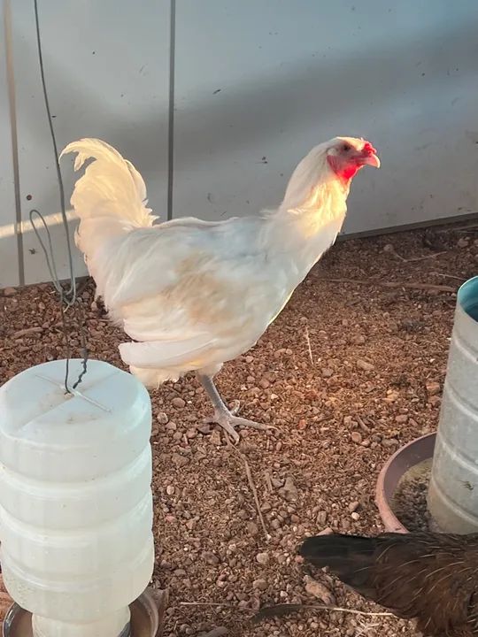Galo Ameraucana raça pura - Foto 3
