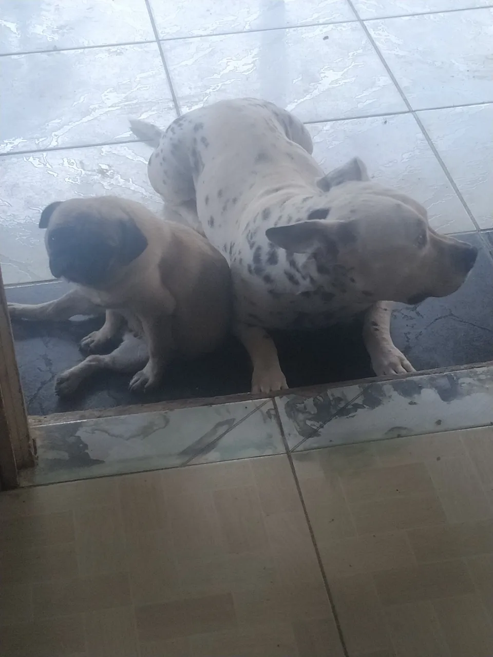 Troco essa cachorra raça Pit moster por um filhote de cachorro rottweiler