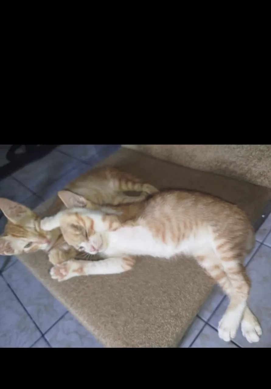 Doação de gatinhos