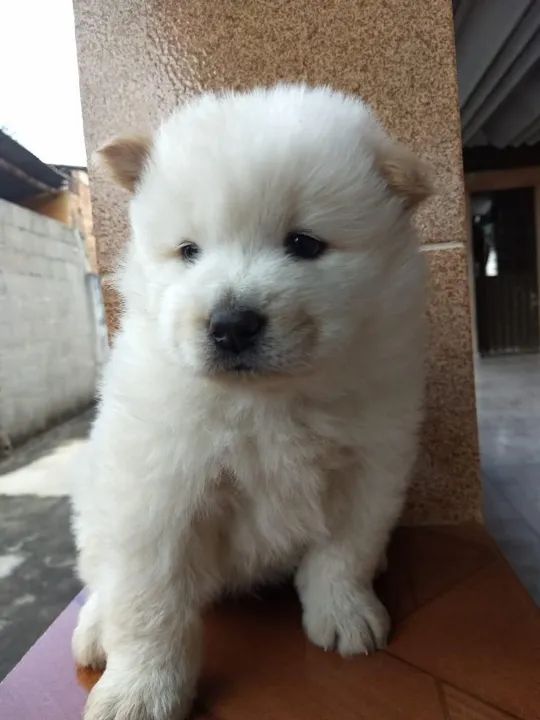 Chow-chow creme/laranja/preto, temos 7 clinicas para qualquer tipo de atendimento gratuito - Foto 2