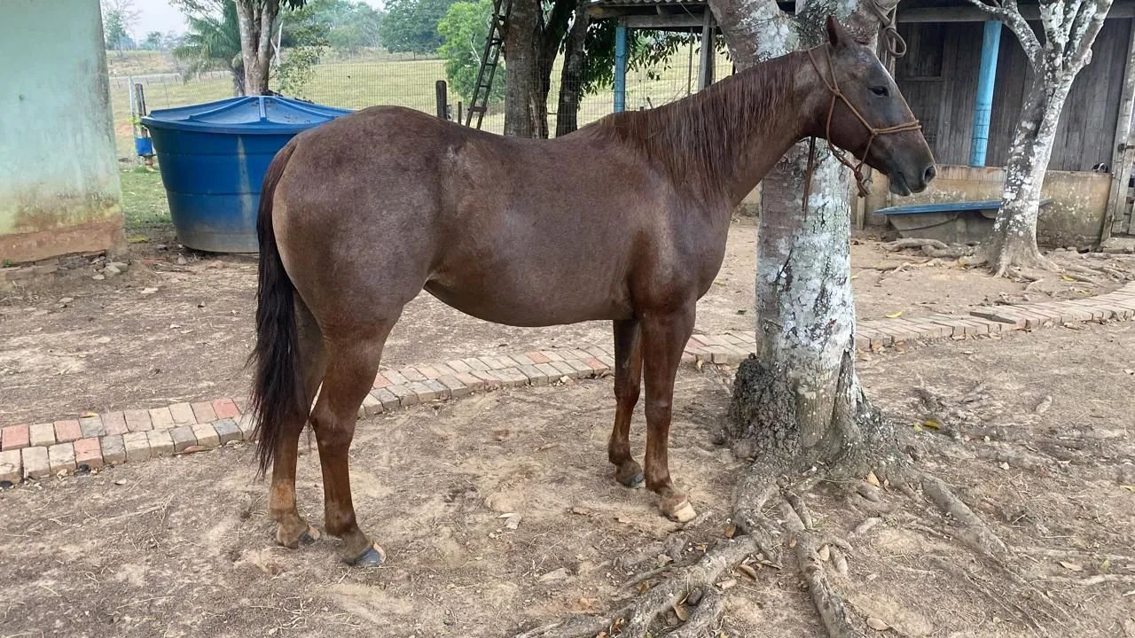 Egua para team roping - Foto 3