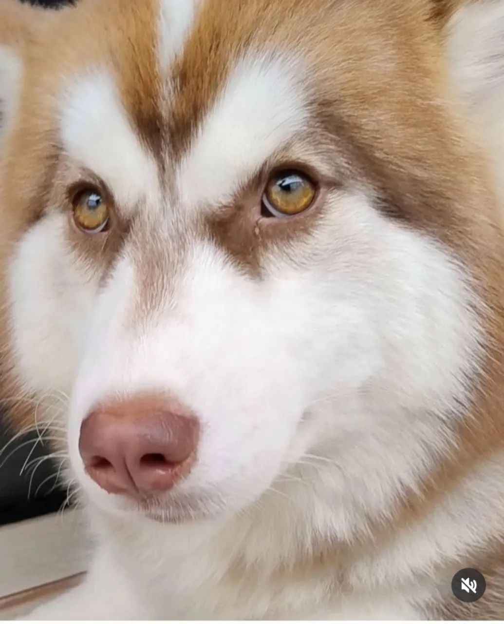 Husky Siberiano - 1 ano e 7 meses fêmea  - Foto 3