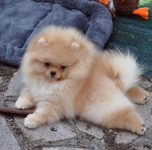 Spitz Alemão Caramelo Lindos