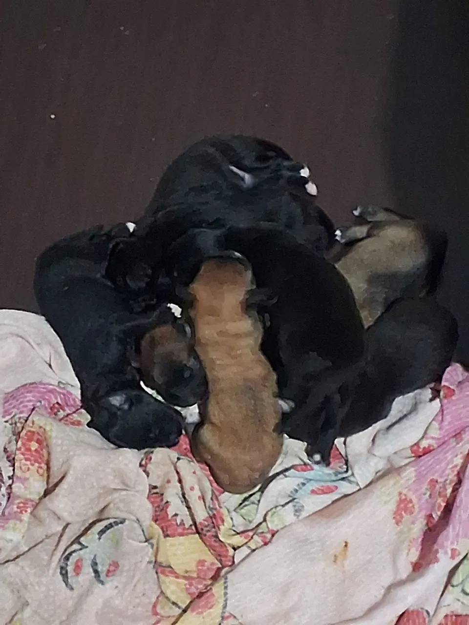 Cachorrinhos para a doação