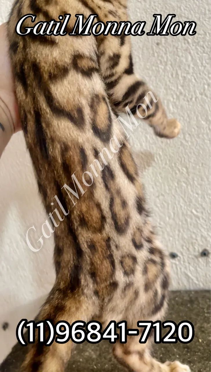 Bengal a pronta entrega, fotos reais e atuais  - Foto 2