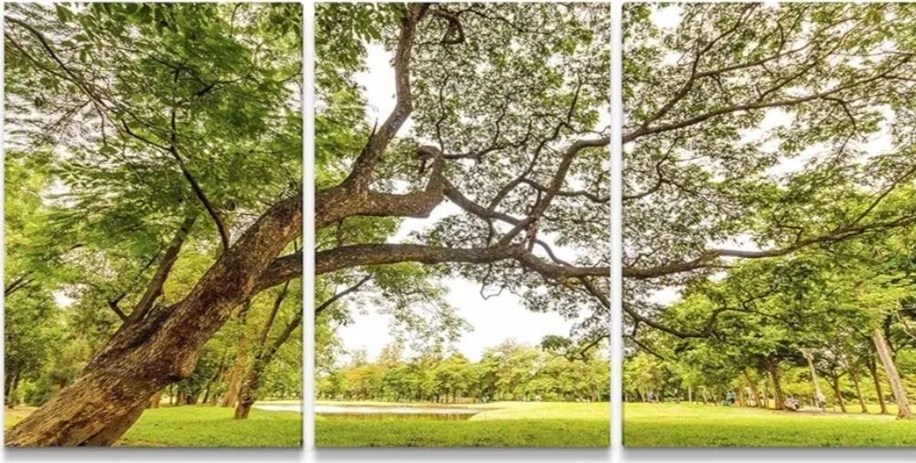 Quadro Paisagem com Árvore grande - Foto 2