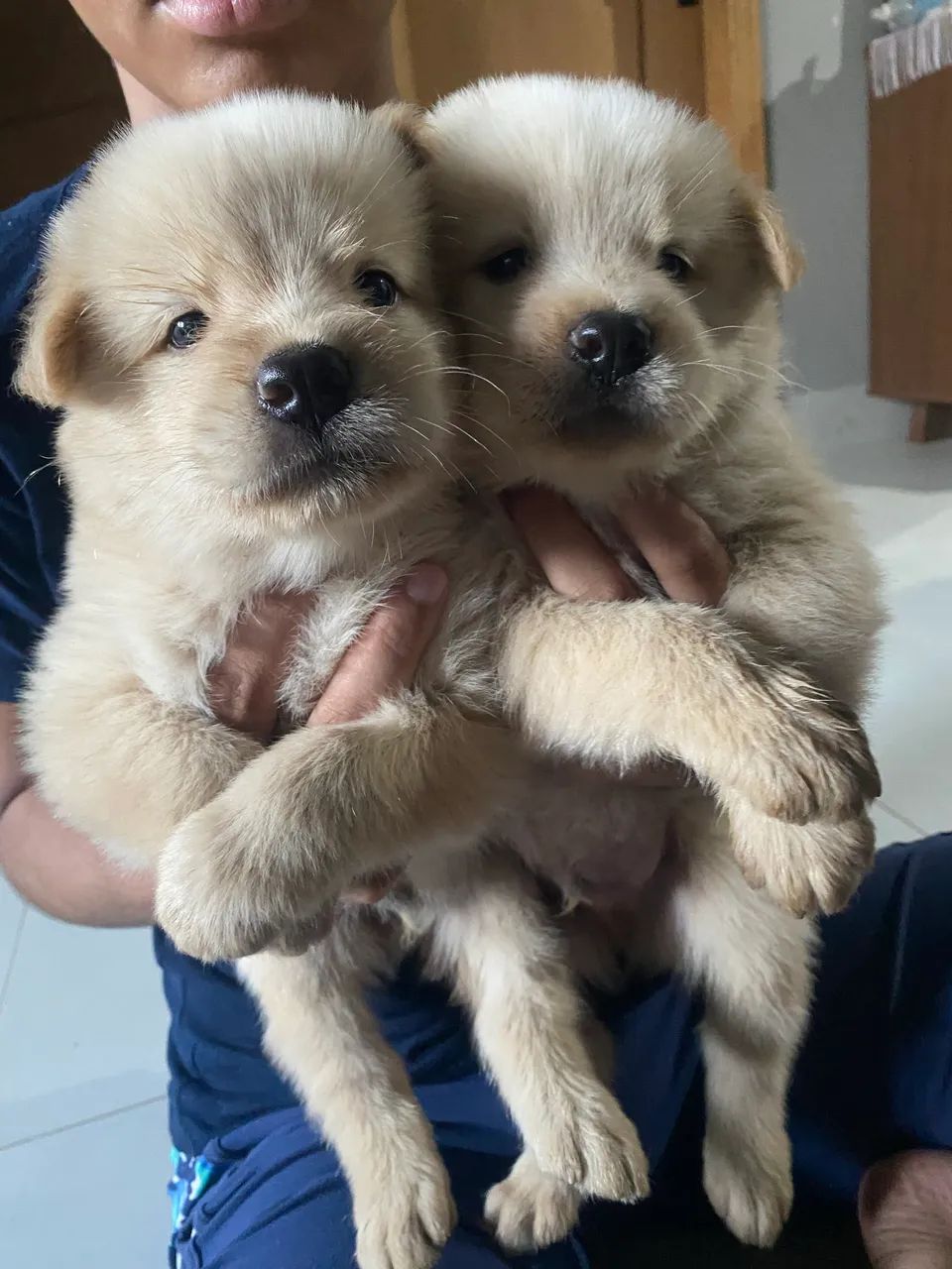 Filhote de chow chow - Foto 5