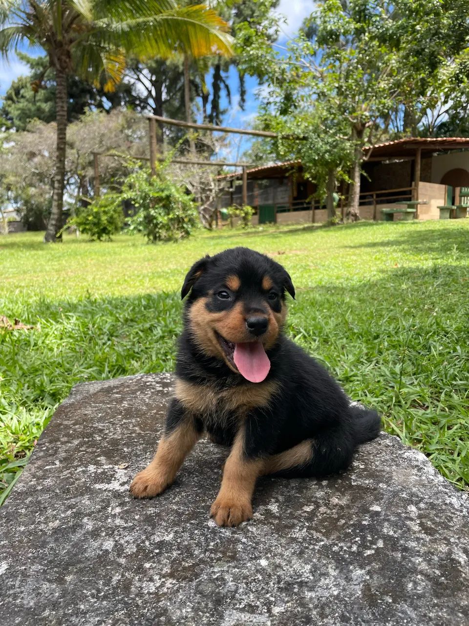 Filhotes de ROTTWEILER COM PASTOR ALEMÃO  - Foto 6