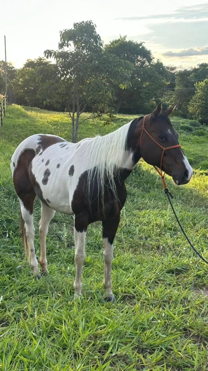 Vendo ou troco  - Foto 2