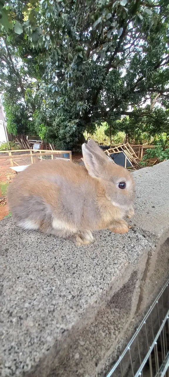 Anões e mini 